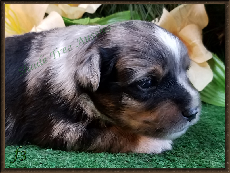 Rowdy shown at 2 weeks old.