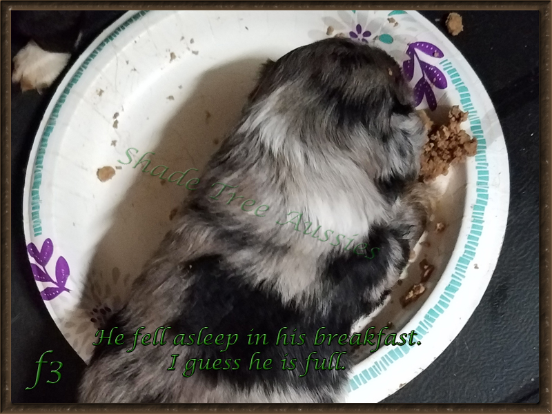 Rowdy over ate and fell asleep in his food plate. He is prepared when he wakes up. Rowdy over ate and fell asleep in his food plate. He is prepared when he wakes up.