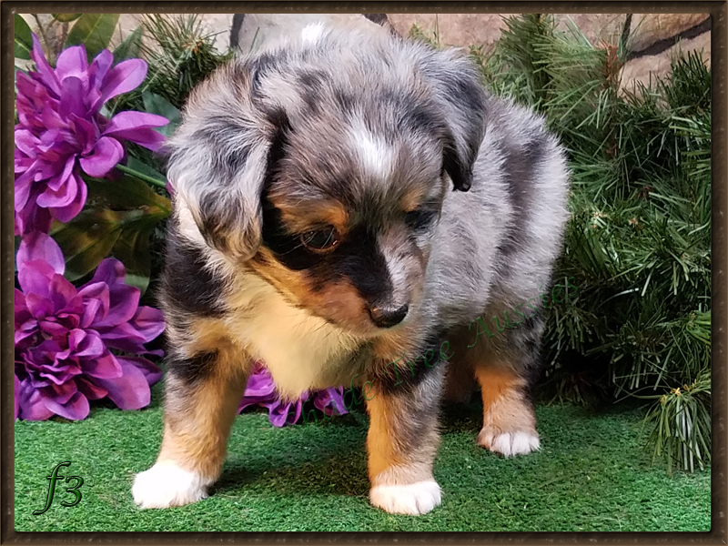 Rowdy was such a cute baby at 6 weeks old.