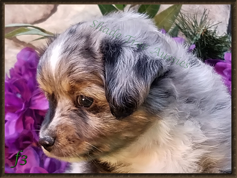 Rowdy had such a pretty head for a baby at 6 weeks old.