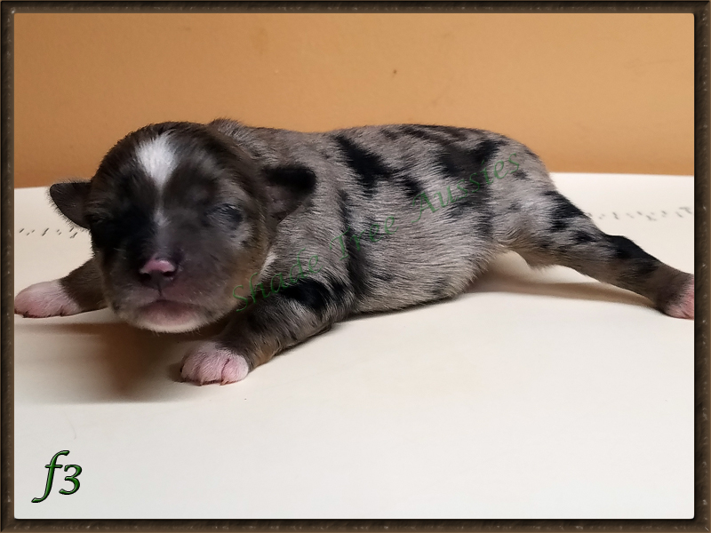 Rowdy shown as a newborn. Rowdy shown as a newborn.