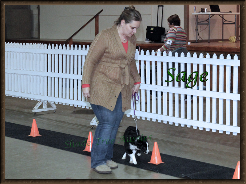 Sage won her first rally title before she was 6 months old.