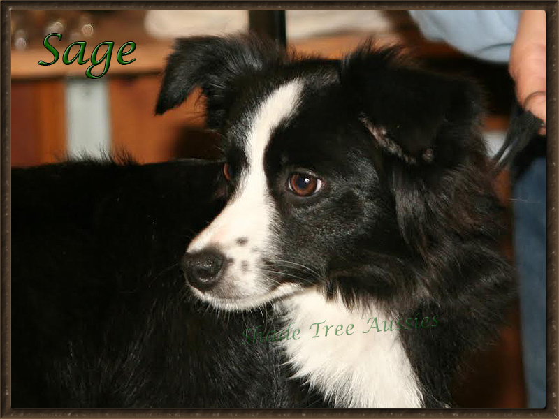 STA Sheza Little Bit of Sugar N Spice is a black bi Toy Australian Shepherd. 