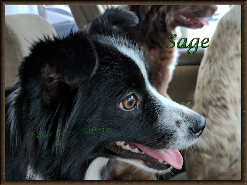 Sage has eyes for her owner Jessica only.