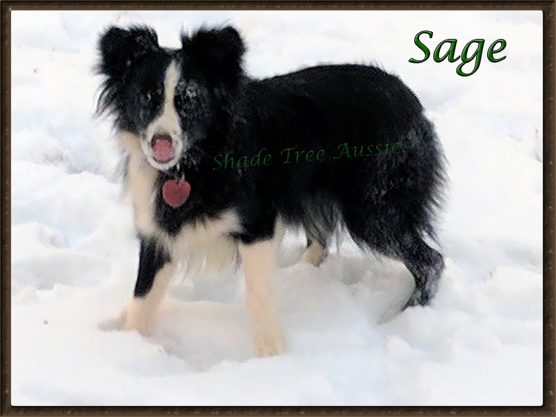 Sage knows how to have a good time. She sure enjoyed the snow