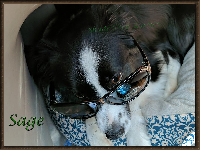 She knows how to travel in style as well. Here she wearing sunglasses on the way home from a show.