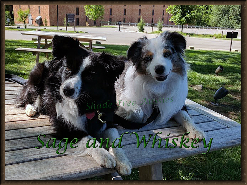 Sage and Whiskey showing off their stay command at the Woodford Reserve.  They sure drew a crowd.