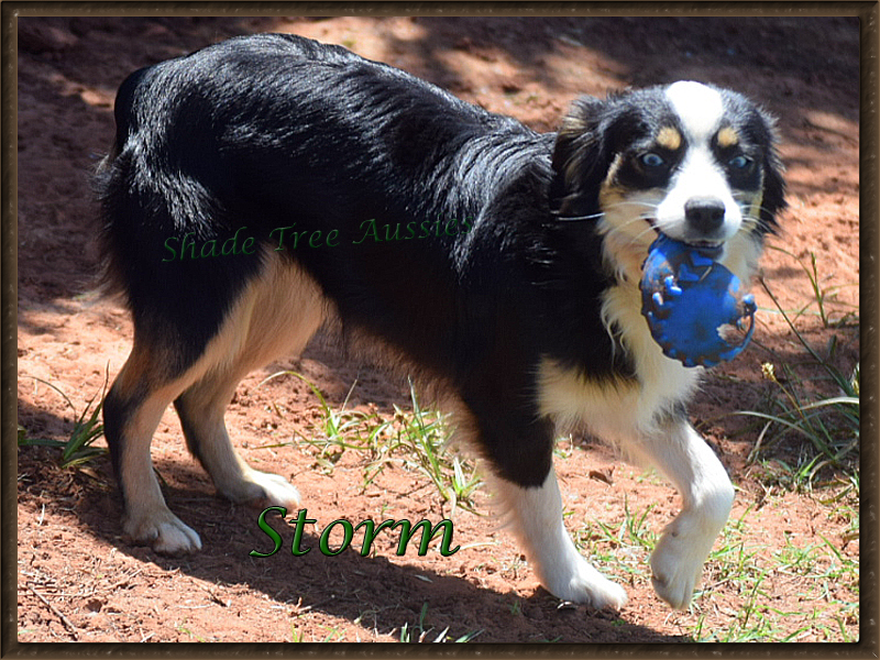 Storm is a little hard on her balls, but it is still good enough to play with.