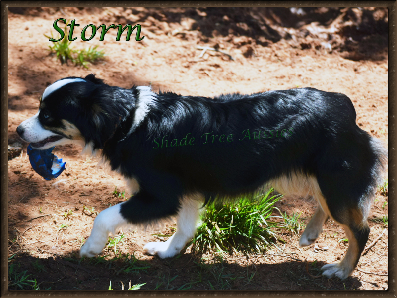 Storm loves her toys and loves to play.