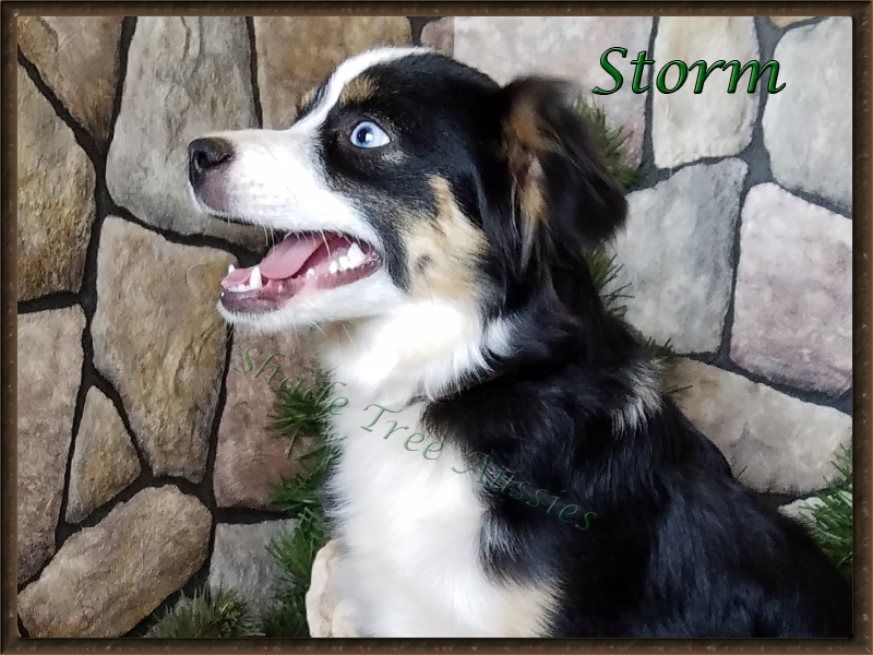 STA Ima Blue Eyed Storm is higher drive Toy Aussie female.