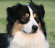 Trouble's sire is "Dozer" Timberline Hez Bad To The Bone.