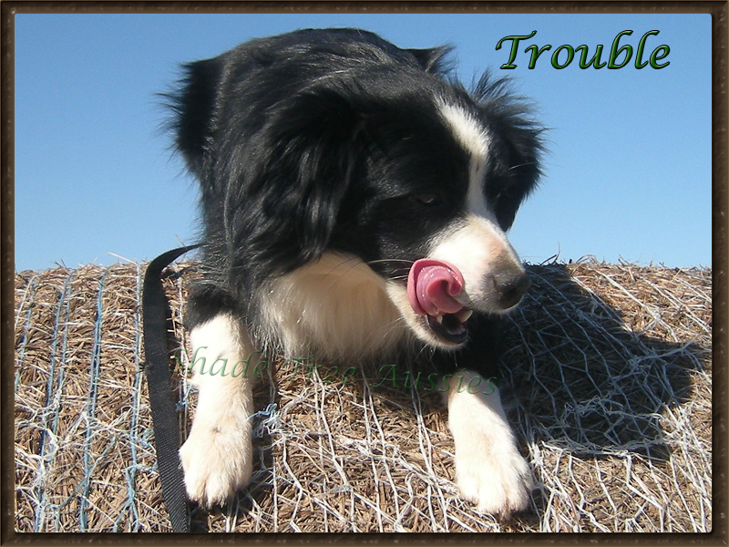 Silly Trouble playing on the winter hay stores.