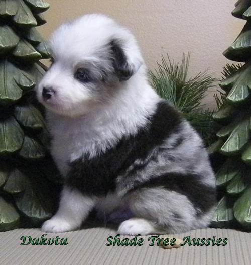 Whiskey was such a cutie pie as a puppy. He is 4 weeks old in this picture.