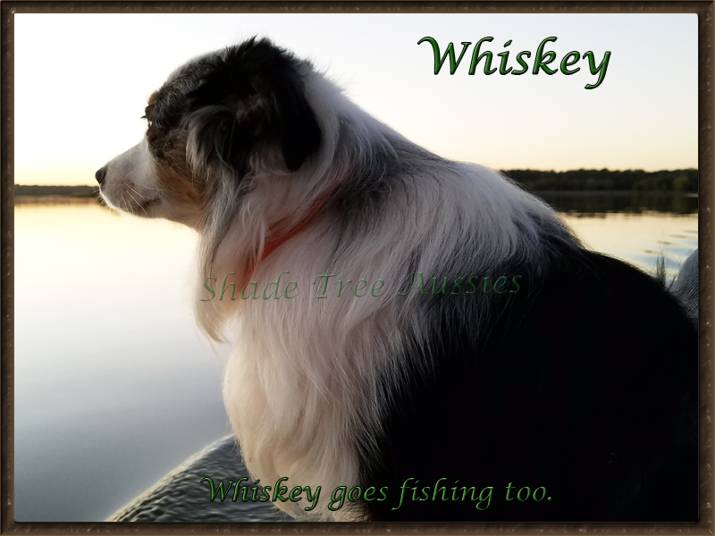 Whiskey loves being with his people so even goes fishing.