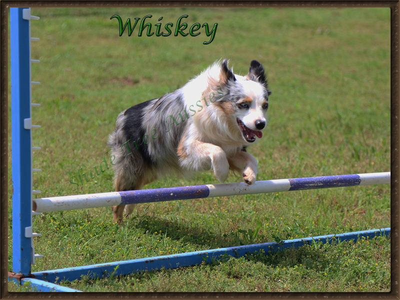 Whiskey jumping in agility.