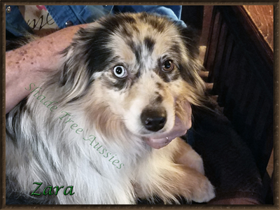 Husker Hearts Kayra @ Irresistible Angels known as Zara is a blue merle Miniature American Shepherd.