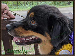 Beauty is a beautiful black Tri Miniature American Shepherd female with very correct conformation.