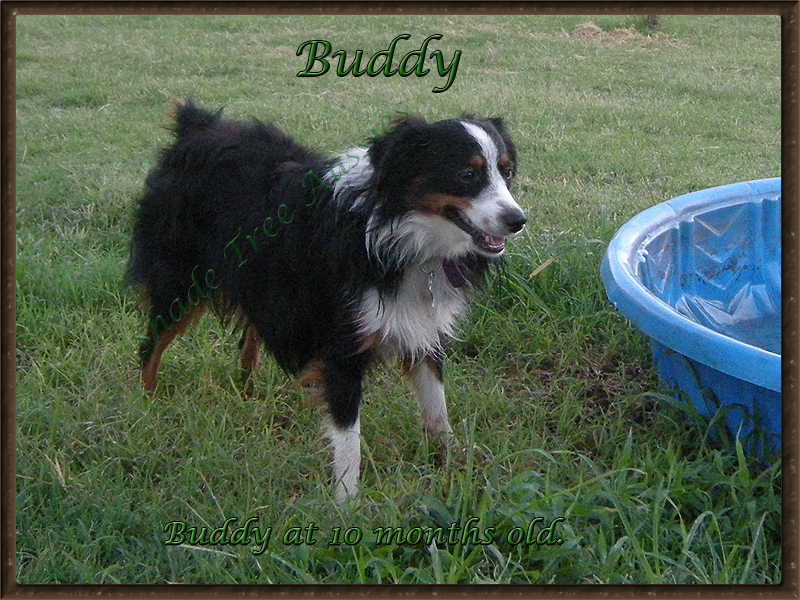 Buddy loves playing in the kiddy pool in the summertime.