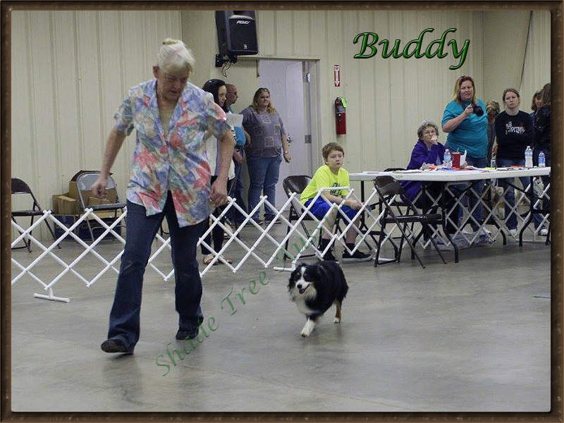 Buddy in the Veterans class at the ASDR Cowboy Classic.  
