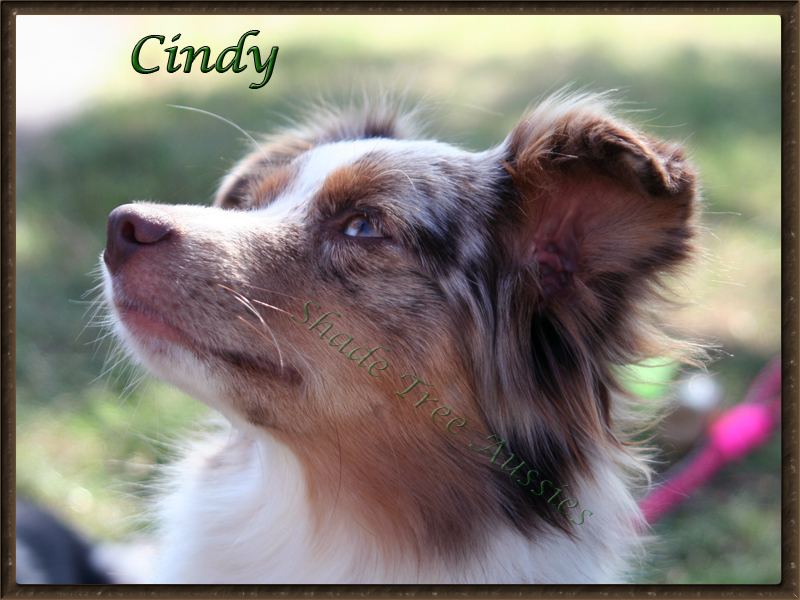 Sheza Little Red Racer known as Cindy showing off her profile.