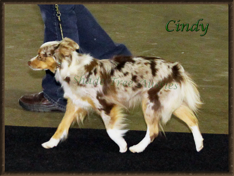 This little girl is goes from full speed ahead to a Champion Rally dog on the same day. 