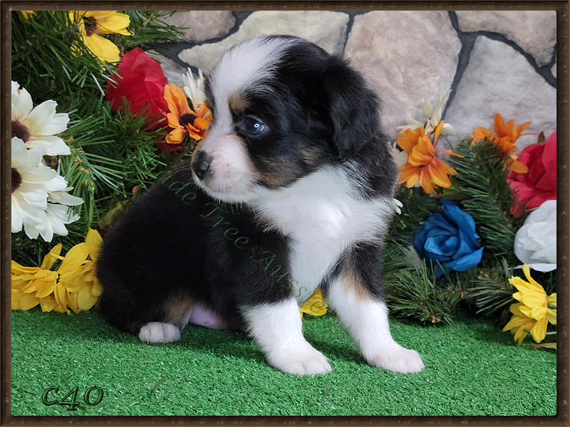 Camaro is a black tri male Toy Aussie puppy for sale in Central Oklahoma.