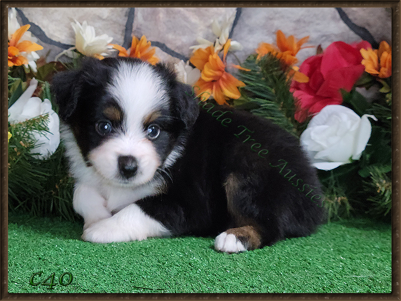Camaro is a handsome little black tri male Toy Aussie puppy for sale.