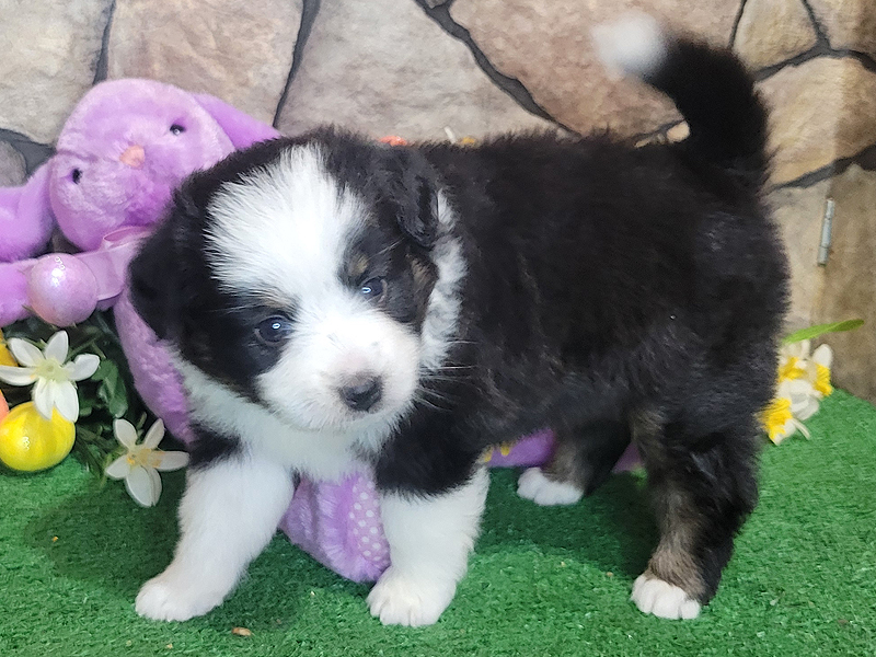 Martha is a black tri female small Mini Aussie. 