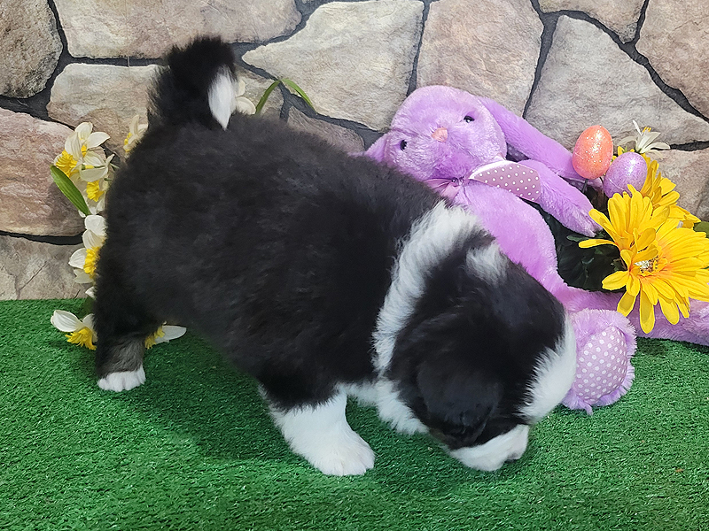 This black tri female has a very happy outgoing personality.