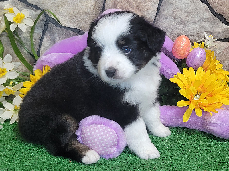 Martha is a black tri female small Mini Aussie. 