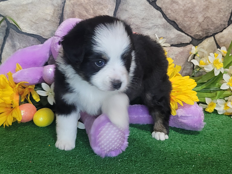 Martha is a black tri female small Mini Aussie. 