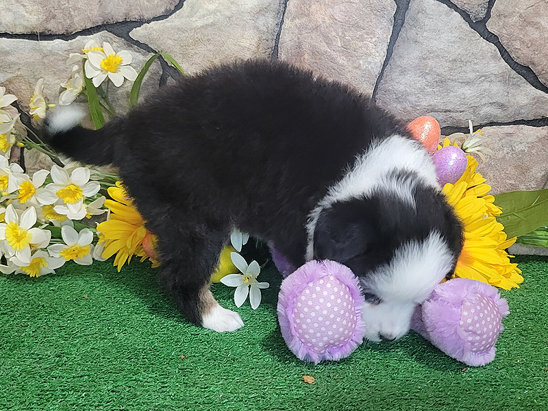 Black tri female small Mini Aussie puppy.