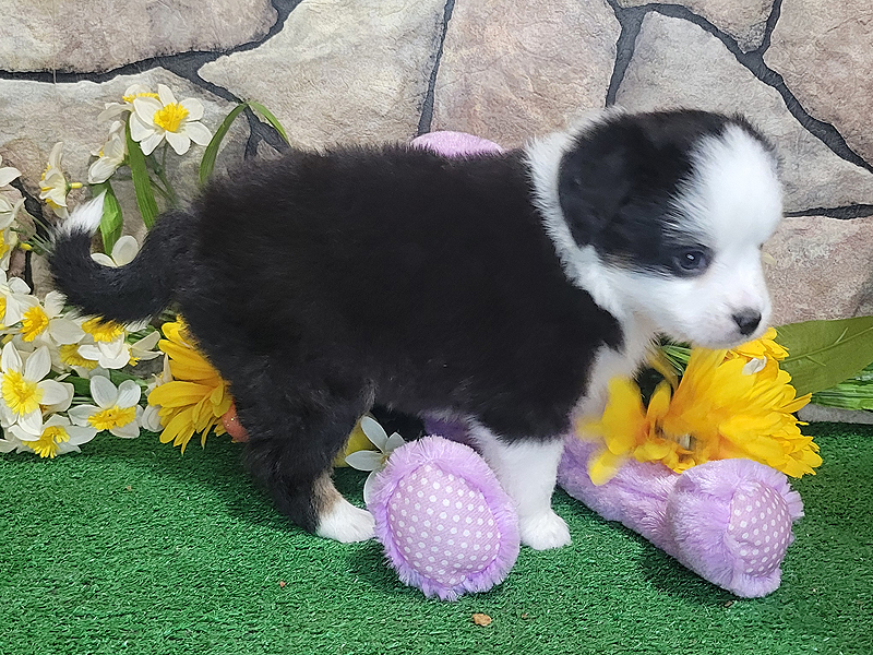 Jane is a black tri female Mini Aussie puppy with bold markings.
