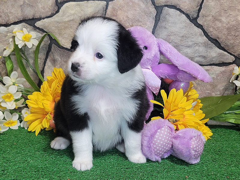 Black tri female small Mini Aussie puppy.