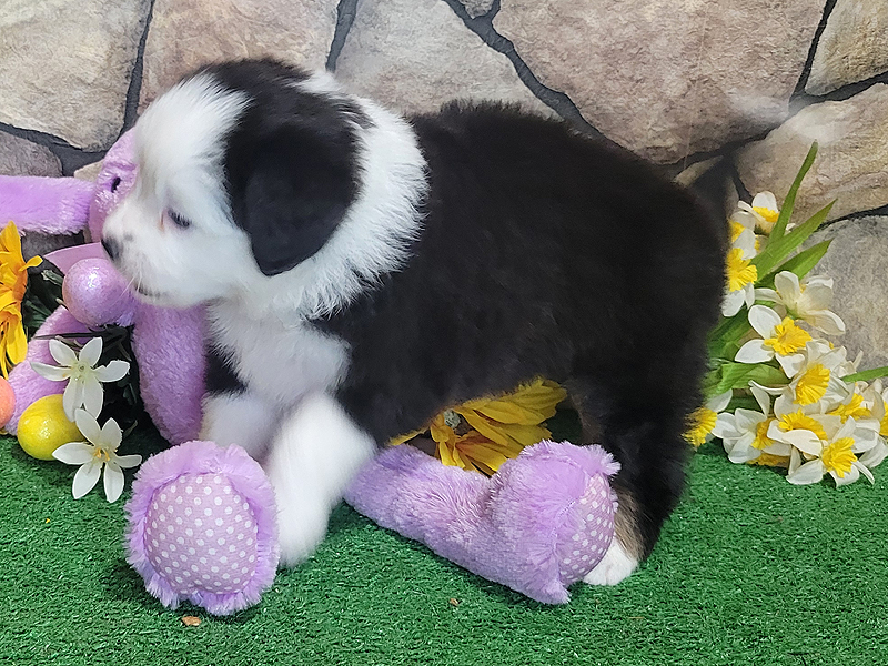 Black tri female small Mini Aussie puppy.