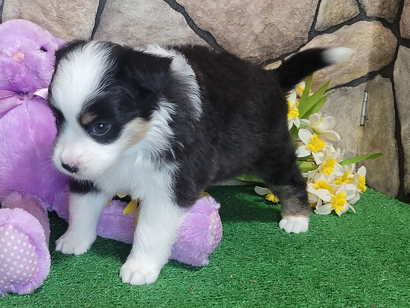  Canary is a small black tri-female mini Australian Shepherd.