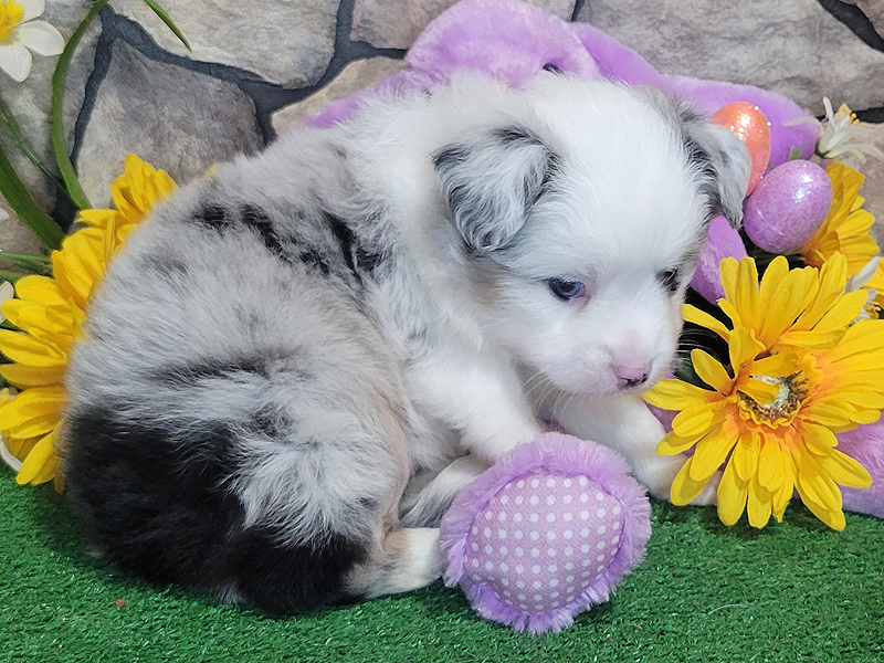 Blue merle male large Toy to small Miniature Australian Shepherd puppy.