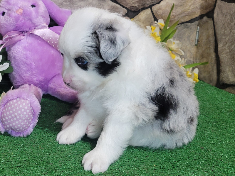 Blue merle male large Toy or small mini Aussie puppy for sale.