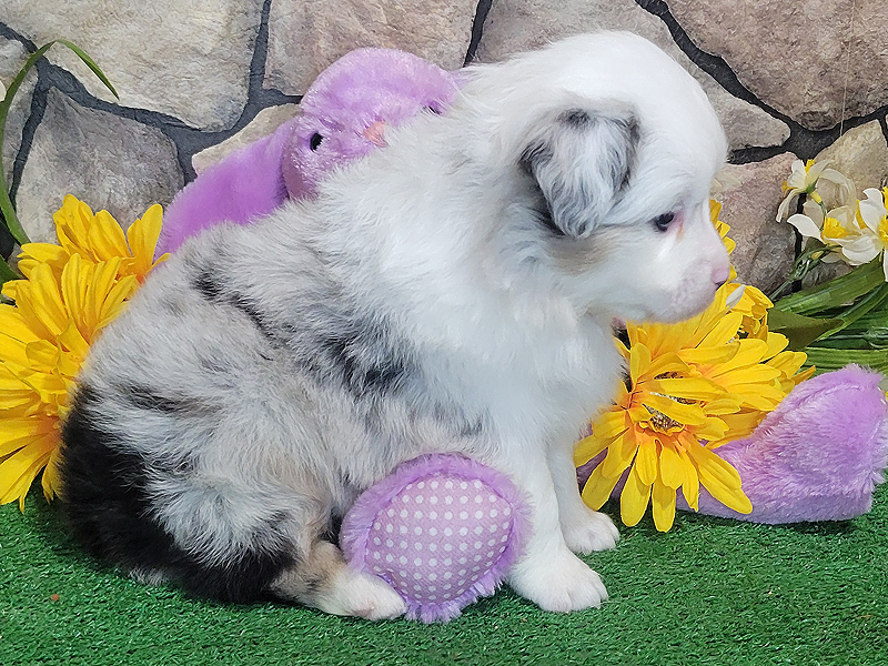 Blue merle male large Toy or small mini Aussie puppy for sale.