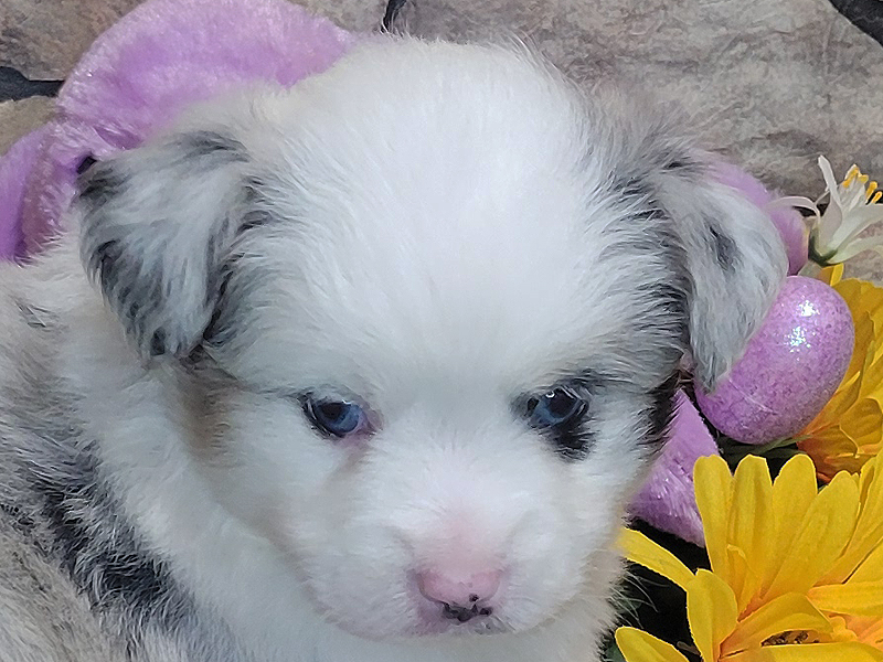 Wild Bill is a blue merle male small Mini Aussie