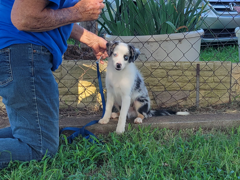 Wild Bill learning to sit and be still a minute. 
