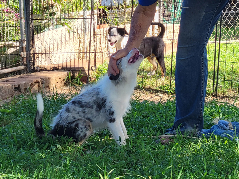 Wild Bill is a blue merle male small Mini Aussie that loves his pets.