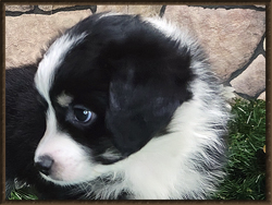 CJ's first puppy is a black tri female with a broken collar and blaze face Mini Aussie.