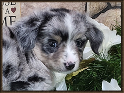 This is a blue merle male has a very narrow blaze with dark around his eyes. He may stay Toy.