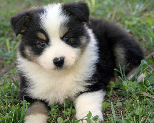 Dozer at 8 weeks old.