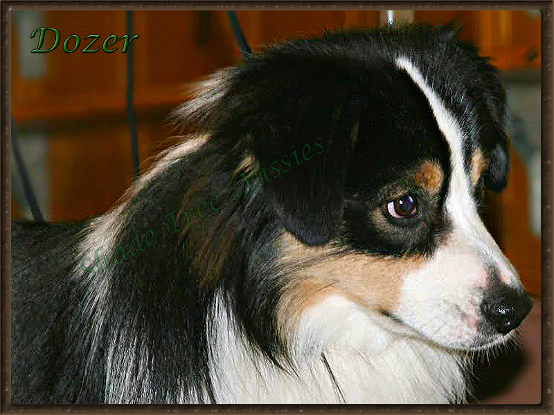 Dozer is a very pretty dog no matter the angle.