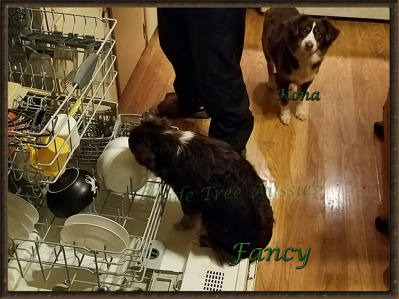 Fancy is such a help around the house. She loves pre-washing dishes.