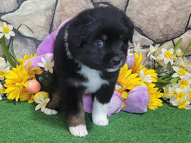 This will be a nice stocky puppy with an out going personality.  
