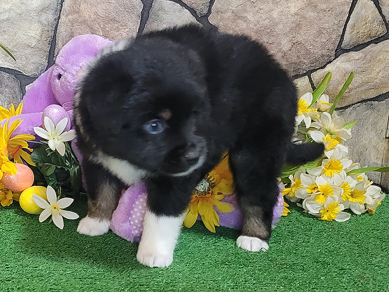 Black tri male Mini Aussie puppy for sale.