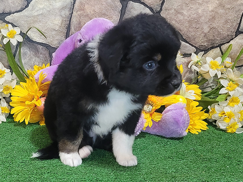 Stormy is a black tri male Mini Aussie puppy for sale.